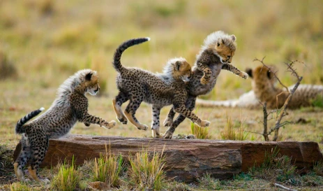 AIR TICKETS PROMOTION! Kenya, Warsaw - Mombasa - Warsaw 24.11.2026-01.12.2026 32135 ₴